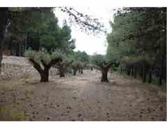 Casa de Campo en Petrer Alicante